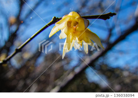 蝋梅の花びら 蝋梅の花びら 136038094