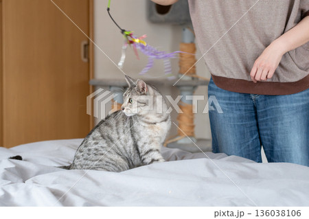おもちゃで遊ぶ可愛い猫 サバトラ猫 おもちゃで遊ぶ可愛い猫 サバトラ猫 136038106