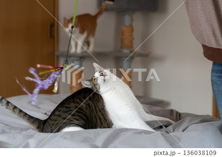 おもちゃで遊ぶ猫　キジトラ猫 136038109