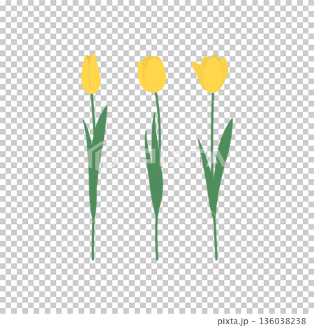 黄色いチューリップのベクターイラスト 136038238