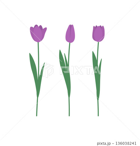 紫色のチューリップのベクターイラスト 136038241