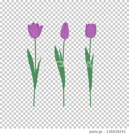 紫色のチューリップのベクターイラスト 136038241