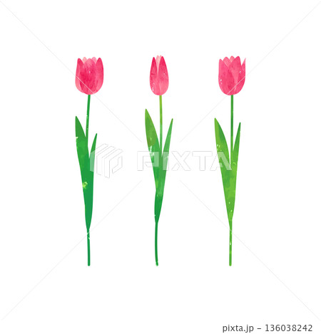 水彩絵の具、パステルで描かれた赤いチューリップのベクターイラスト 136038242