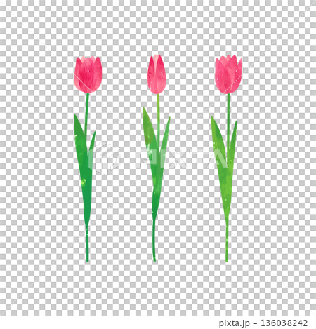 水彩絵の具、パステルで描かれた赤いチューリップのベクターイラスト 136038242