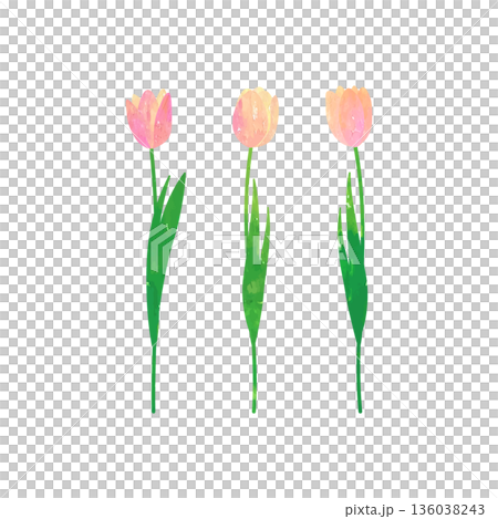 粉紅色鬱金香的向量插圖，以水彩和粉彩繪製。 136038243