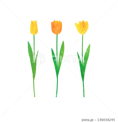 水彩絵の具、パステルで描かれた黄色とオレンジ色のチューリップのベクターイラスト 136038245