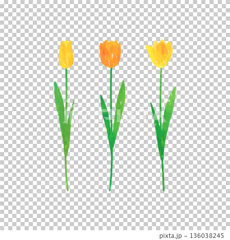 水彩絵の具、パステルで描かれた黄色とオレンジ色のチューリップのベクターイラスト 136038245