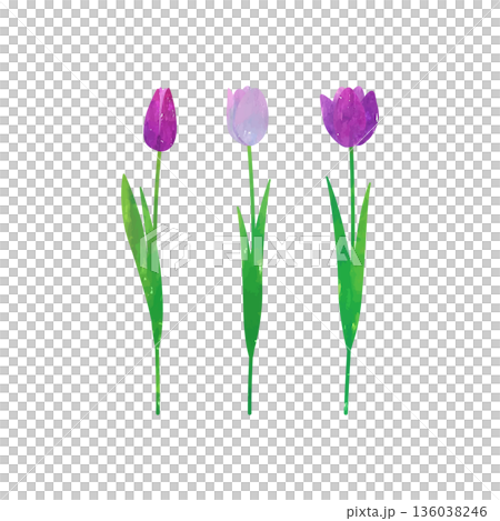 Vector illustration of purple tulips painted with watercolors and pastels Vector illustration of purple tulips painted with watercolors and pastels 136038246