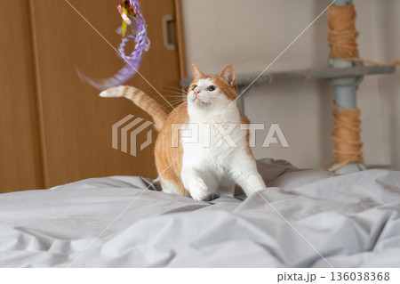 おもちゃで遊ぶ猫 茶トラ白 おもちゃで遊ぶ猫 茶トラ白 136038368