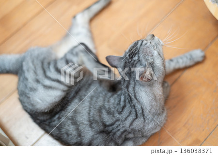 後ろ足を使って掻く仕草をする猫　サバトラ猫 136038371