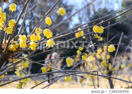 早春に咲くロウバイ 136038409
