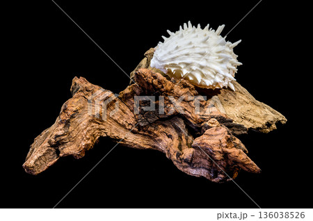 White Thorny Oyster Shell On Weathered Driftwood Isolated On Black 136038526