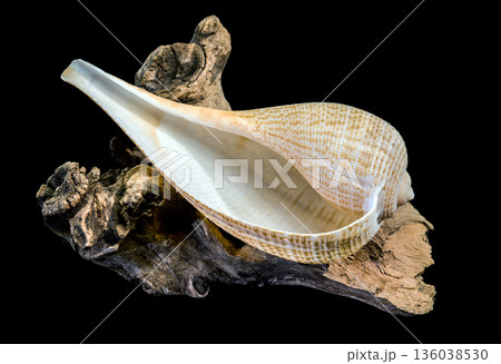 Beautiful Fig Shell Sea Snail Resting On Natural Driftwood Isolated Beautiful Fig Shell Sea Snail Resting On Natural Driftwood Isolated 136038530