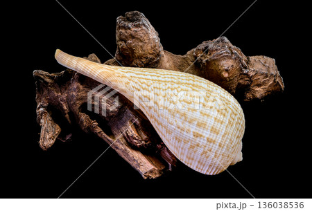 Beautiful Fig Shell Sea Snail Resting On Natural Driftwood Isolated Beautiful Fig Shell Sea Snail Resting On Natural Driftwood Isolated 136038536