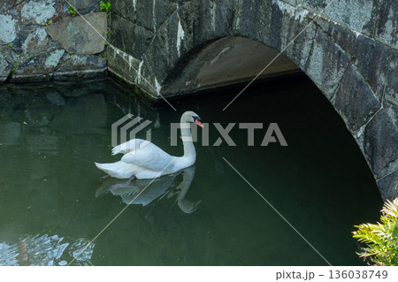 橋の下を泳ぐ白鳥 136038749