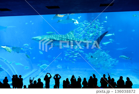 沖縄美ら海水族館のジンベイザメ 136038872