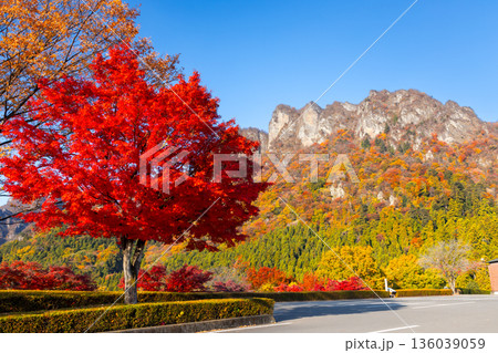 群馬県富岡市妙義町岳　妙義山パノラマパークの一本モミジと紅葉した日本三大奇勝の妙義山 136039059