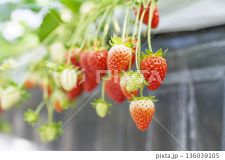 赤く実ったイチゴの果実　いちご狩り　宮城県山元町 136039105