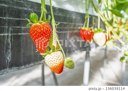 赤く実ったイチゴの果実　いちご狩り　宮城県山元町 136039114