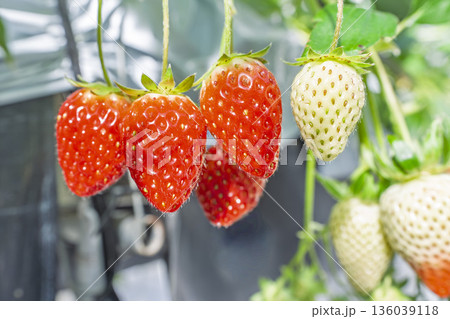 赤く実ったイチゴの果実　いちご狩り　宮城県山元町 136039118