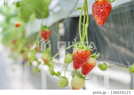 赤く実ったイチゴの果実　いちご狩り　宮城県山元町 136039123