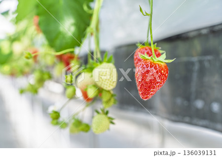 赤く実ったイチゴの果実　いちご狩り　宮城県山元町 136039131