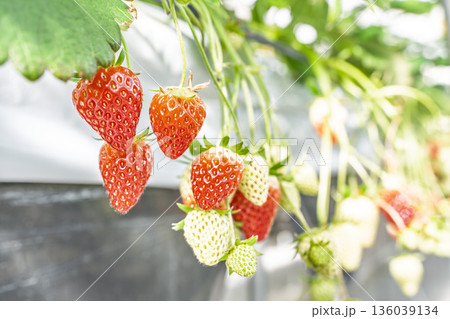 赤く実ったイチゴの果実　いちご狩り　宮城県山元町 136039134