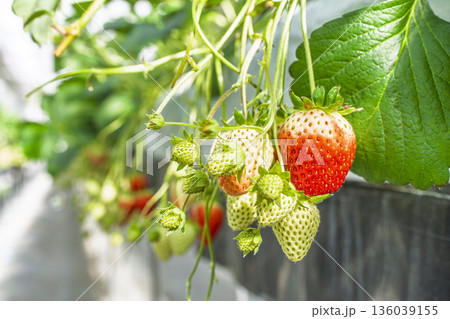 赤く実ったイチゴの果実　いちご狩り　宮城県山元町 136039155