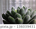 セトーサ 136039431