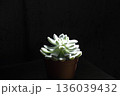 多肉植物セトーサ 136039432
