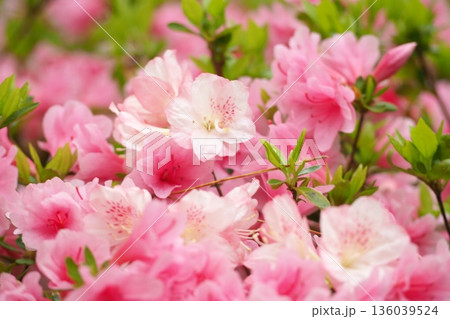ツツジの花のある風景 ツツジの花のある風景 136039524