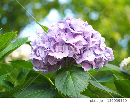満開の紫陽花 満開の紫陽花 136039530