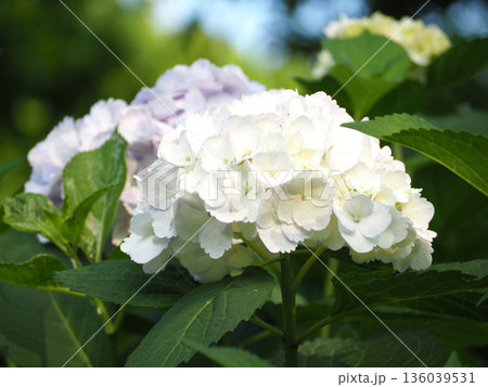 白い紫陽花 白い紫陽花 136039531