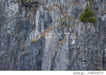 Close-up of a weathered rock face with cracks and small evergreen tree. Natural background texture for design material. Outdoor mountain scene. Close-up of a weathered rock face with cracks and small evergreen tree. Natural background texture for design material. Outdoor mountain scene. 136039575