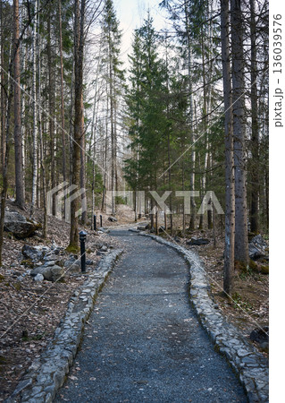 Winding gravel path with stone edging through a dense forest of tall trees leading into the distance in daylight. Nature trail concept. 136039576