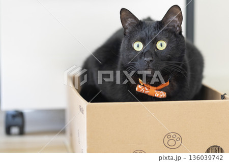 黒猫 136039742