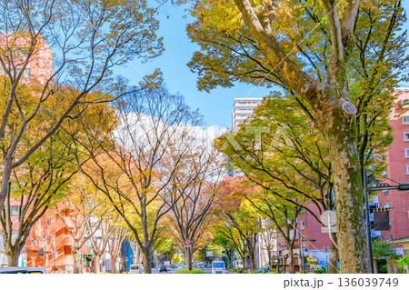 仙台 青葉通 秋 仙台 青葉通 秋 136039749