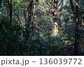日本日本の神社：神聖な森林と建築物と参道（神宮・鳥居）の神社：神聖な森林と建築物と参道（神宮・鳥居） 136039772