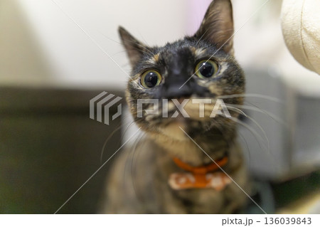サビ猫 サビ猫 136039843