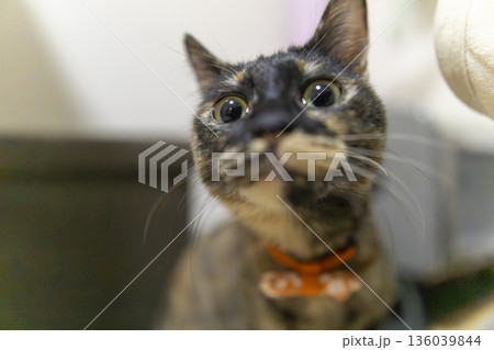 サビ猫 136039844