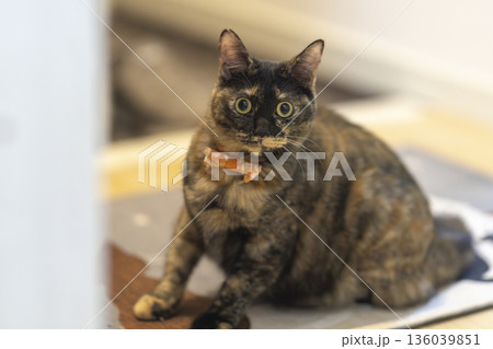 サビ猫 136039851