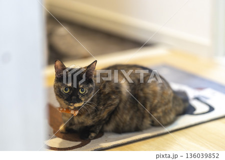 サビ猫 サビ猫 136039852