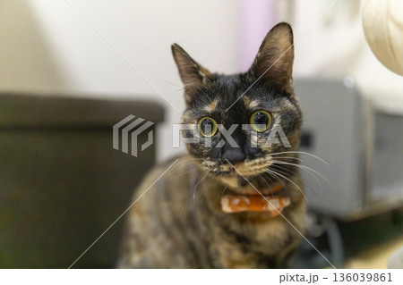 サビ猫 サビ猫 136039861