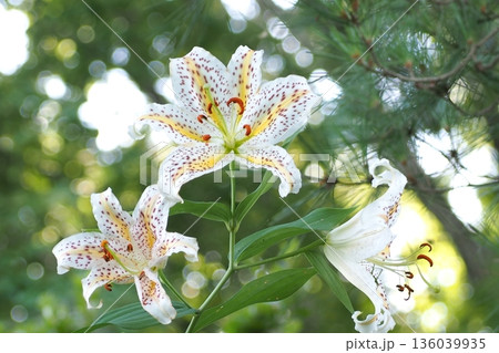 山百合の白い花 136039935