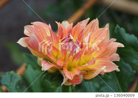 オレンジ色のダリアの花 オレンジ色のダリアの花 136040009