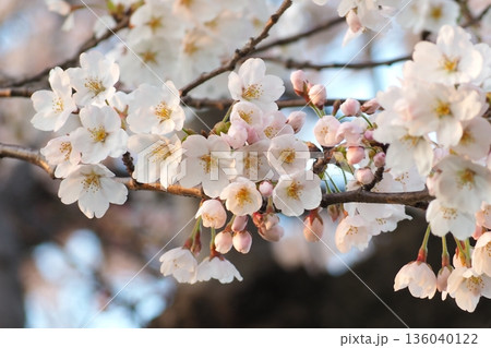 桜咲く 桜咲く 136040122