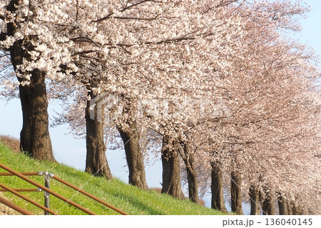 満開の桜のある風景 136040145
