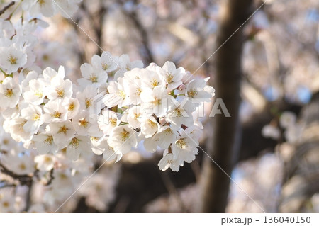 桜の花のある風景 136040150