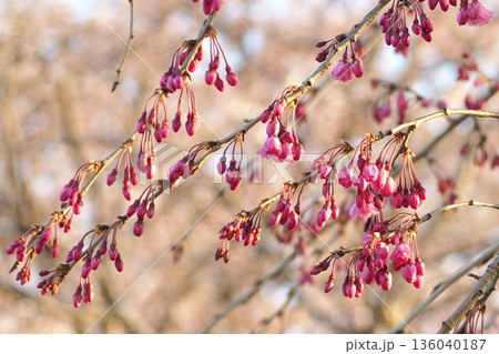 春の訪れを告げる枝垂桜 136040187