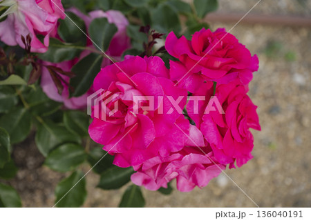 赤い薔薇 赤い薔薇 136040191
